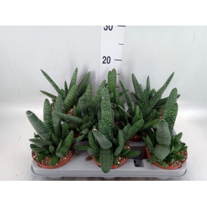 Gasteria carinata var. verrucosa