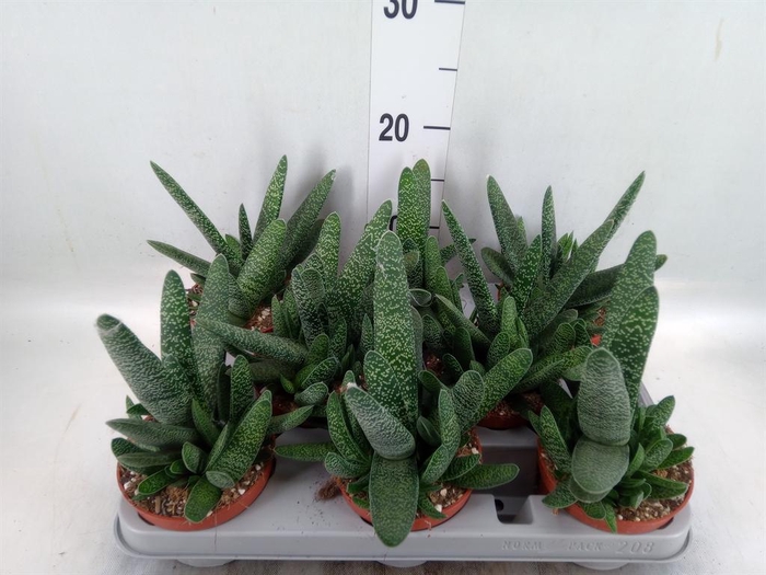 <h4>Gasteria carinata var. verrucosa</h4>
