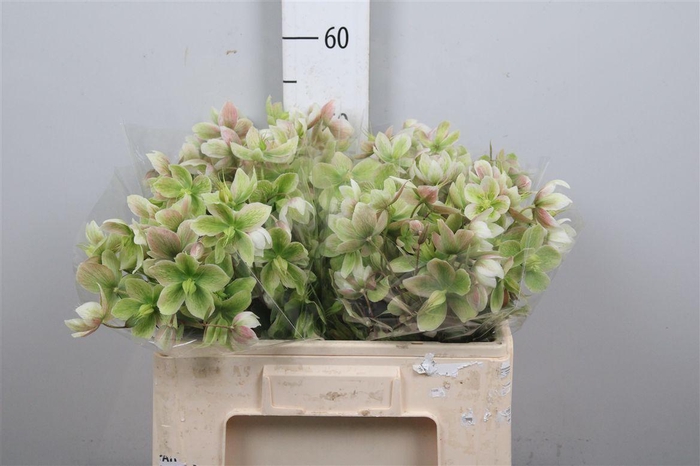 <h4>Hell Magnific Bells</h4>