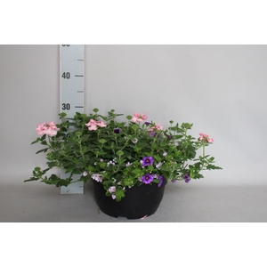 Schaal 26 Mix 10 Calibrachoa, Verbena, Bacopa