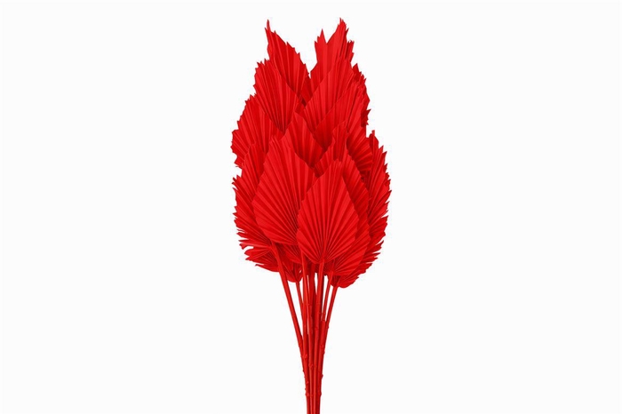 <h4>Dried Palm Spear 10pc Red Bunch</h4>