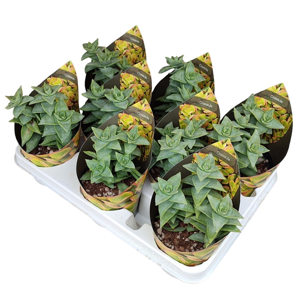 <h4>CRASSULA PERFORATA - POT Ø 10,5 WITH POTCOVER (SUCCULENTEN)</h4>