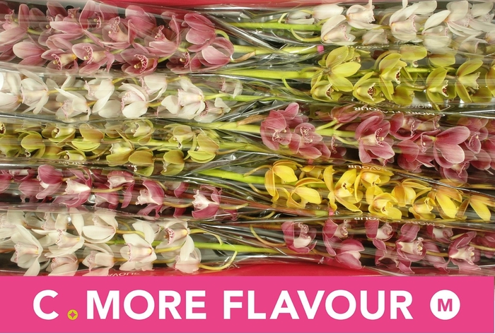 <h4>CYMB MI GEM</h4>