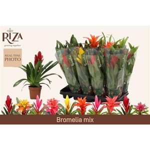 BROMELIA GEM 6 SRT
