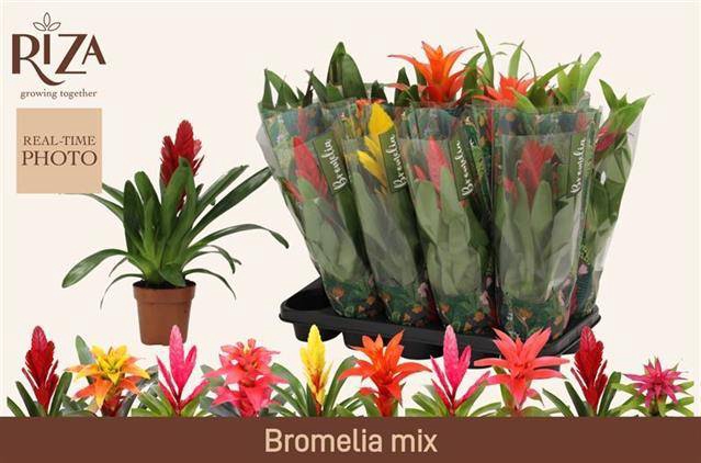 <h4>BROMELIA GEM 6 SRT</h4>