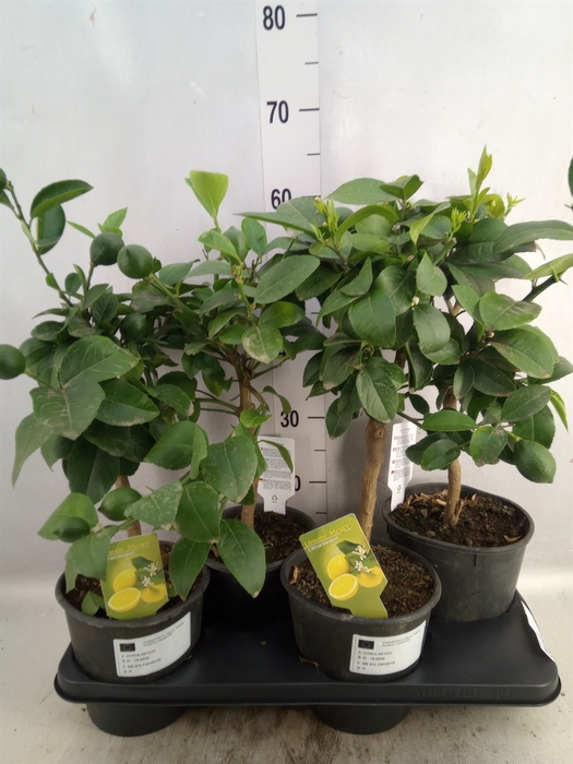 <h4>Citrus meyeri 'Meyer'</h4>