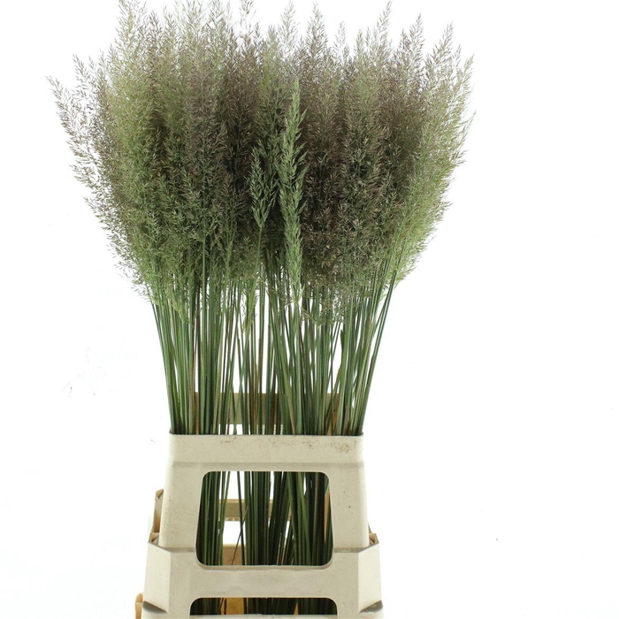 <h4>Calamagrostis Brachy</h4>
