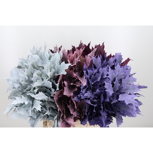 Quercus Kl Bh Frosted Mix