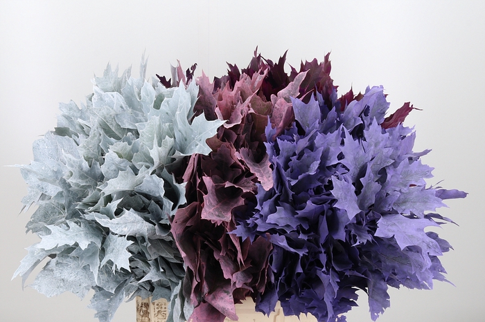 <h4>Quercus Kl Bh Frosted Mix</h4>