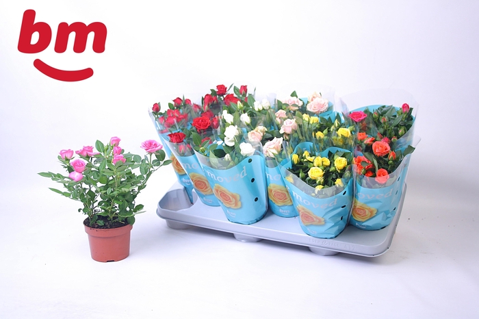 <h4>RO B MONDE GEM 7 SRT</h4>