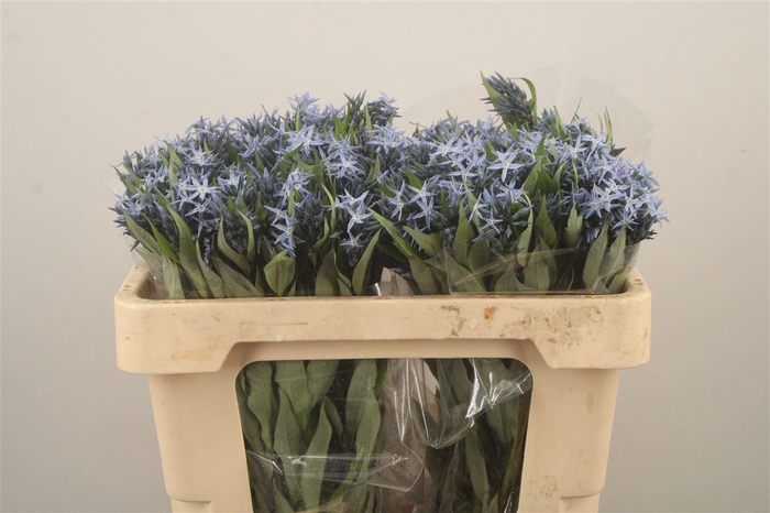 <h4>AMSONIA TAB NIGHT SK*</h4>