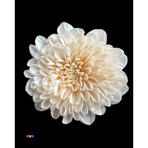 Chr T Altaj Pastel Orange