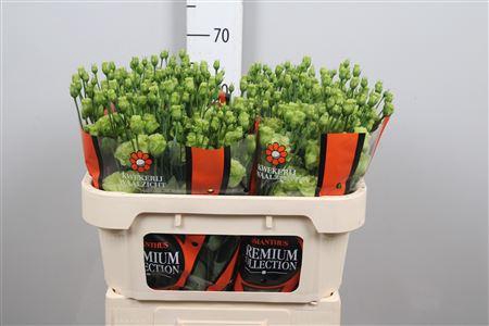 <h4>Eus G Rosanne Br Green</h4>