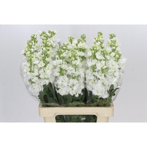 Matth Iron White