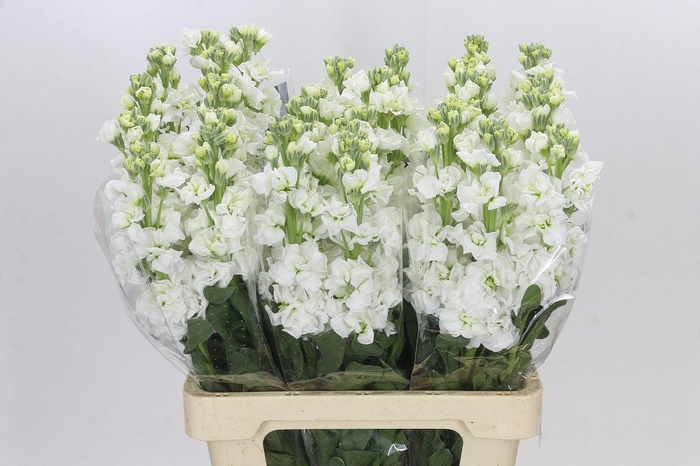 <h4>Matth Iron White</h4>