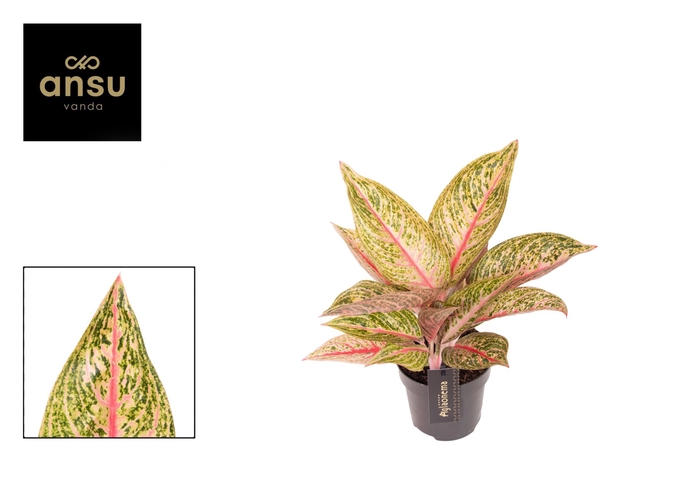 <h4>Aglaonema overig</h4>