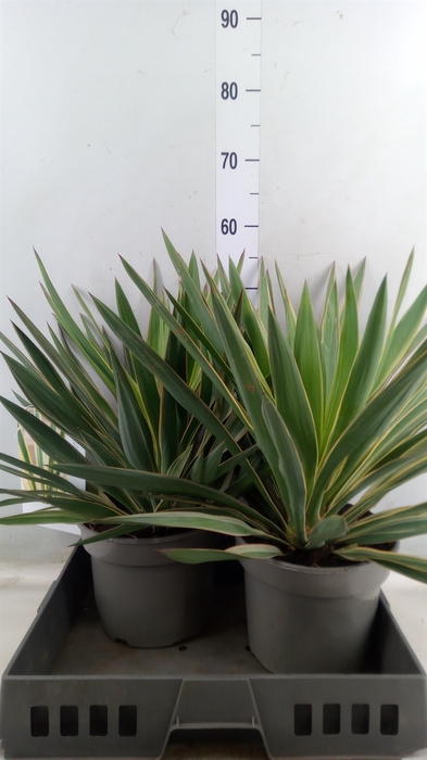 <h4>Yucca gloriosa 'Variegata'</h4>