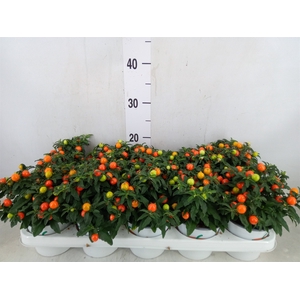 Solanum pseudocapsicum