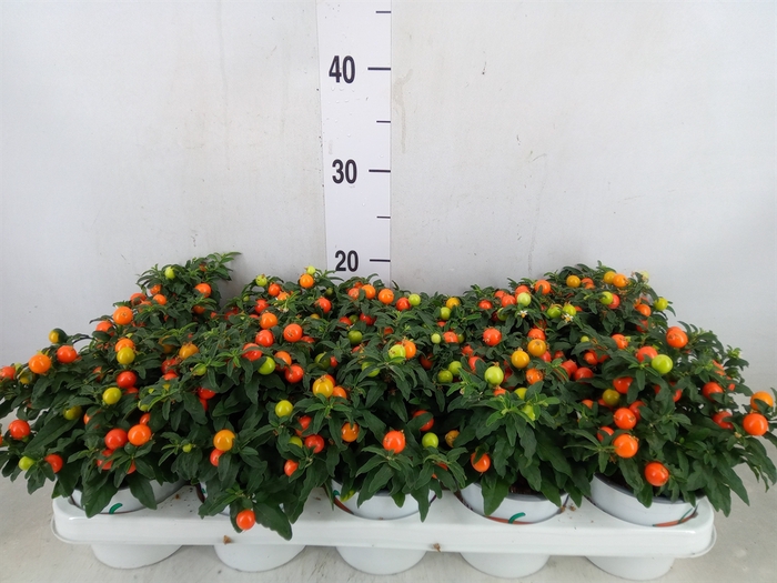 <h4>Solanum pseudocapsicum</h4>
