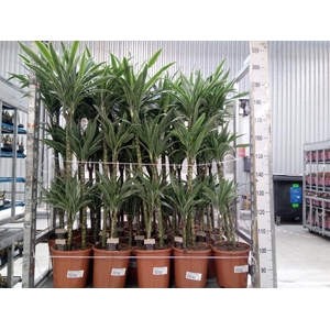 Dracaena fr de 'Warneckei'