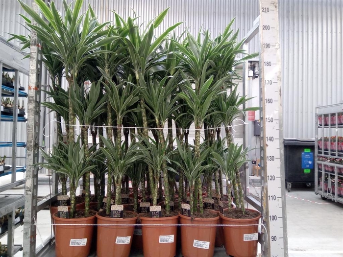 <h4>Dracaena fr de 'Warneckei'</h4>