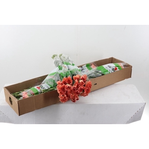 Di St Mandarin Box