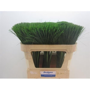 CYPERUS PAPYRUS