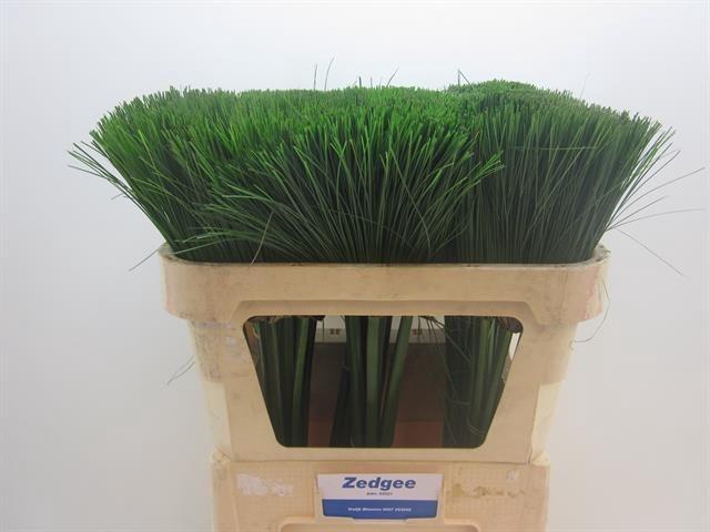 <h4>CYPERUS PAPYRUS</h4>