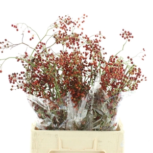 Rosa Corallo Orange Red
