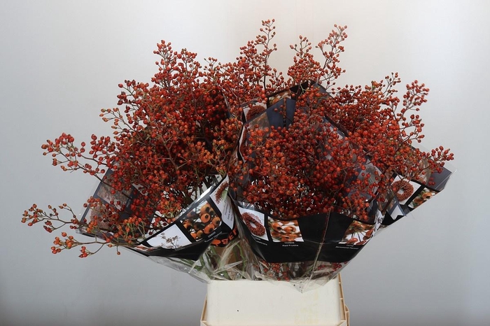 <h4>ROSA ROSEFR ELITE</h4>