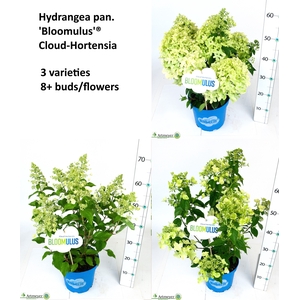 HYDR PANICULATA