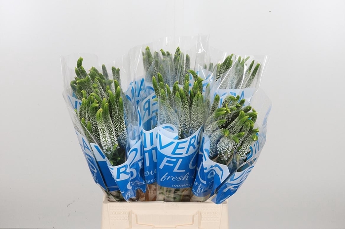 <h4>Veronica Caya Wit</h4>