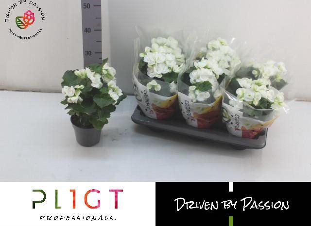 <h4>BEG HL CLARA</h4>