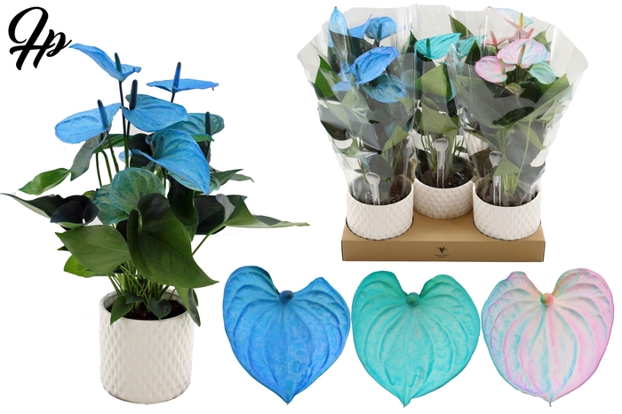 Anthurium 12 cm Make-Upz Blue Mix in Diamond Pearl Travertine ceramics