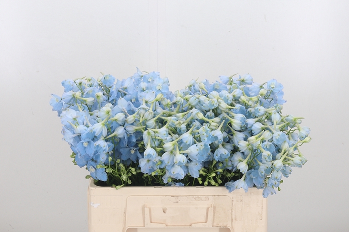 Delphinium En Ballkleid