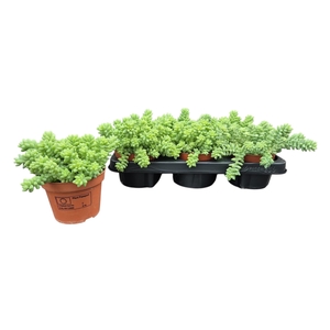 SEDUM BURRITO
