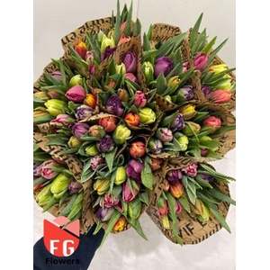 Tulipa do rainbow (mixbunch)