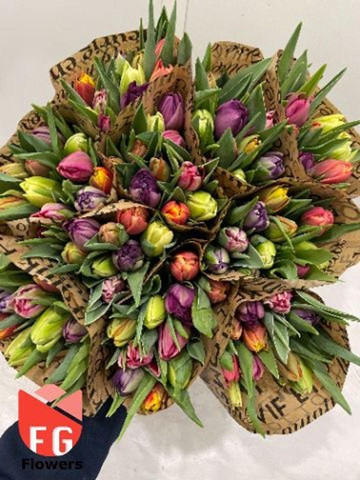 <h4>Tulipa do rainbow (mixbunch)</h4>