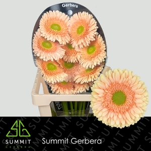 Gerbera Carlita Flowerracket