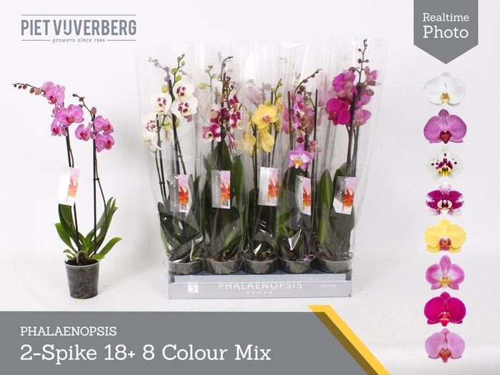 <h4>PHAL GEM 8 KL</h4>