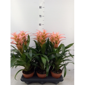 Guzmania  'Melissa'