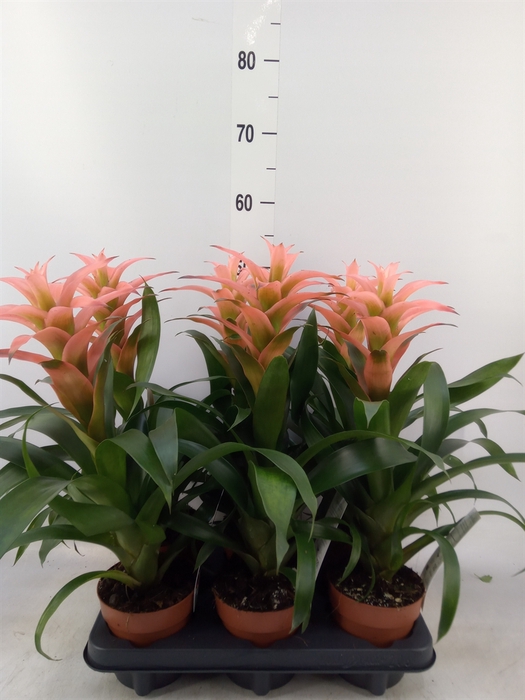 <h4>Guzmania  'Melissa'</h4>