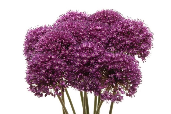 <h4>Allium Ambassador</h4>
