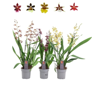Orchideeen