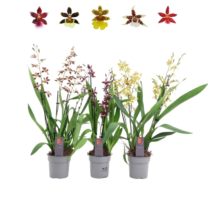 <h4>Orchideeen</h4>