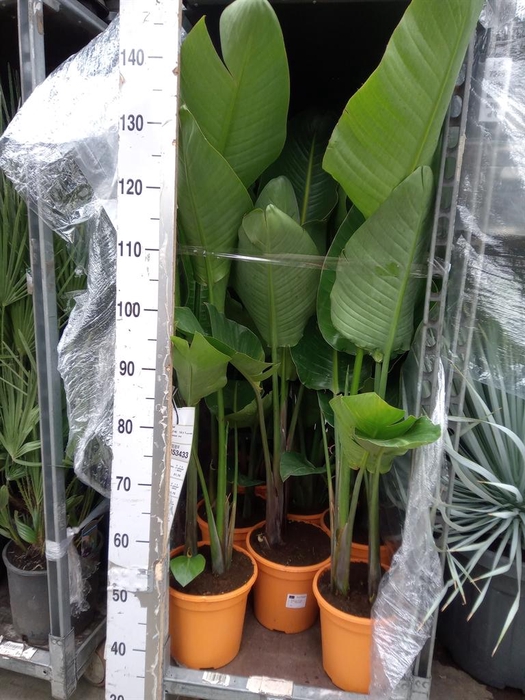 <h4>Strelitzia nicolai</h4>