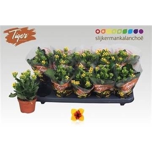 KAL EN TIGER YELLOW