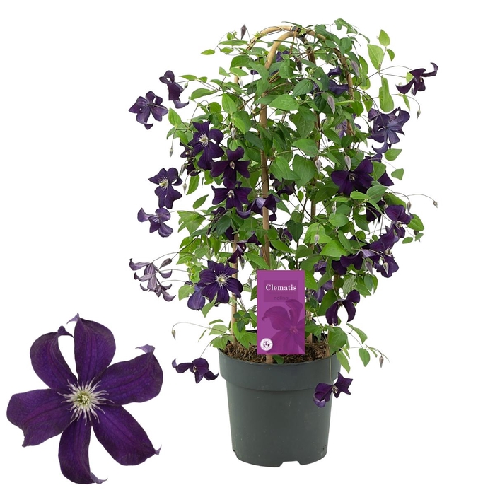 <h4>Nolina Clematis | Garland Ayako</h4>