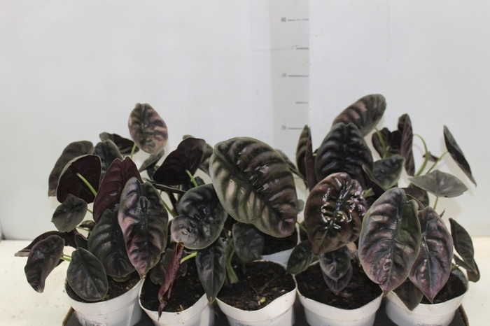 <h4>ALOCASIA CUPREA P12</h4>