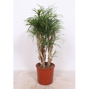 Dracaena Anita